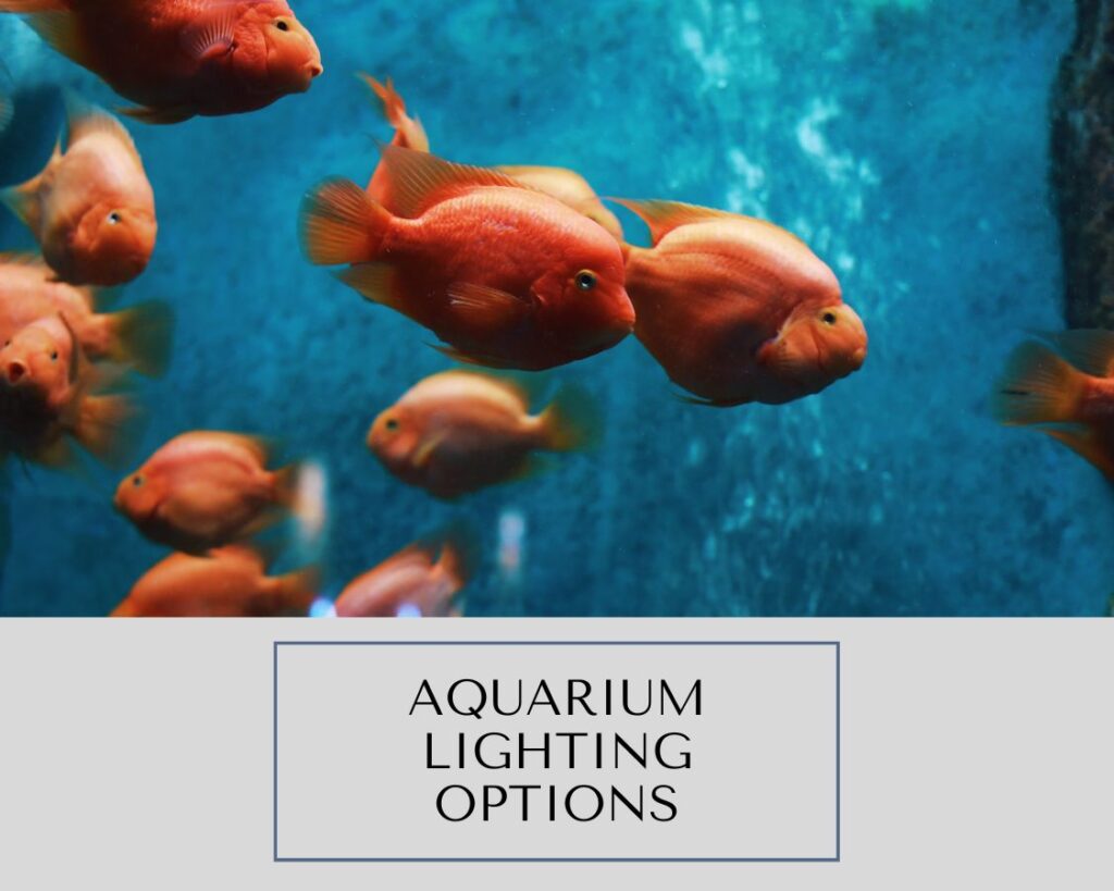 Aquarium Lighting Options: Choosing the Perfect Lighting for your Aquarium