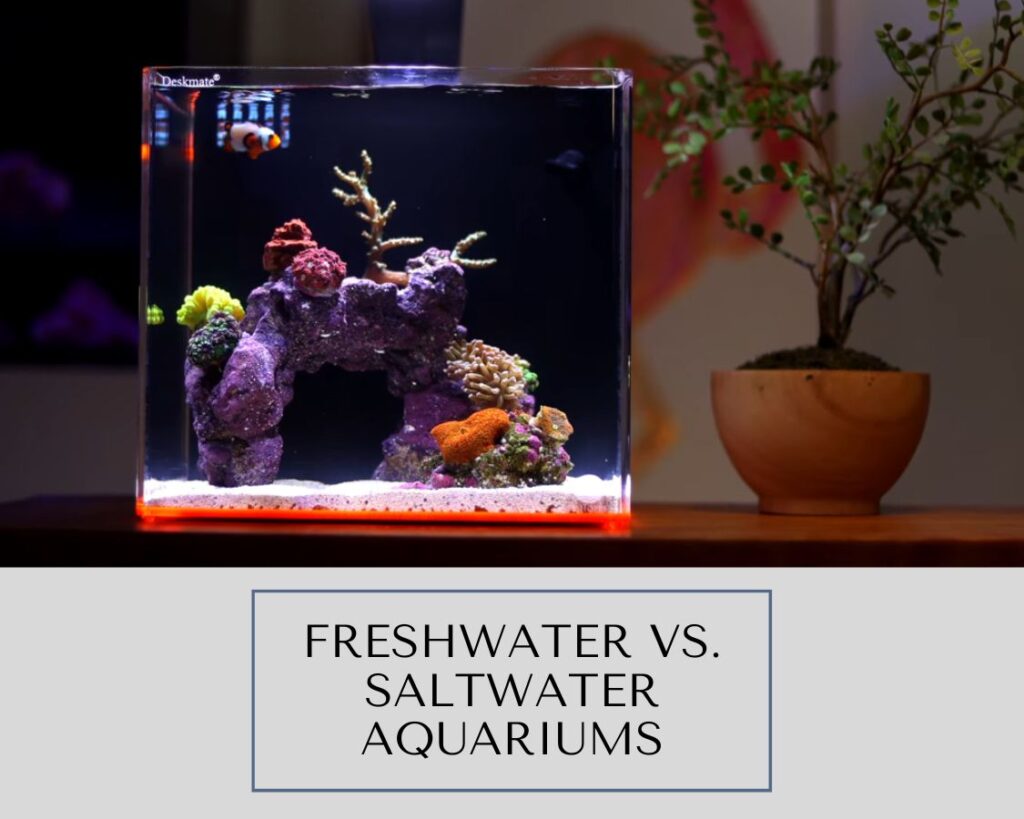 Freshwater vs. Saltwater Aquariums: Choosing the Perfect Aquatic Asylum