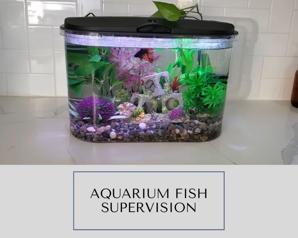 Aquarium Fish Supervision: An Extensive Guide