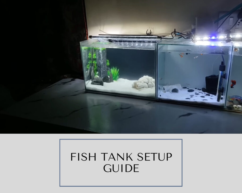 Fish Tank Setup Guide