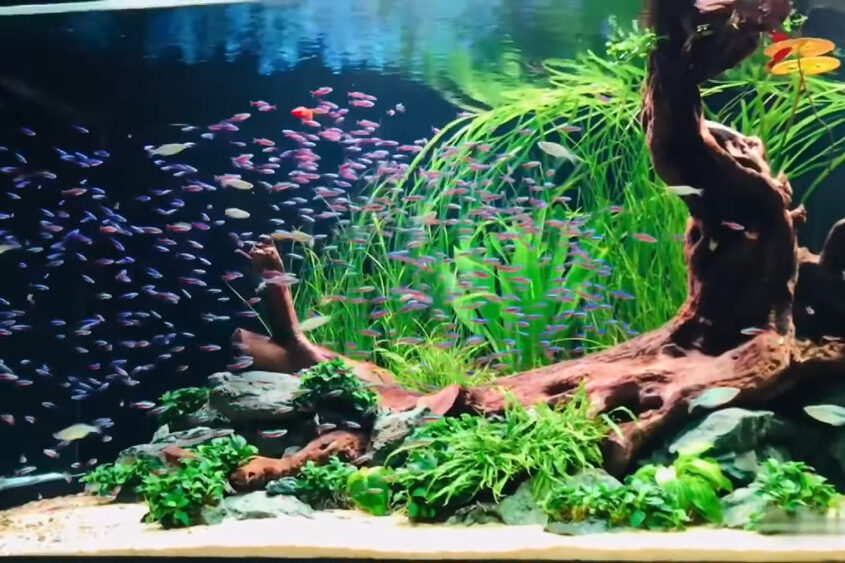 school of fish in aquarium