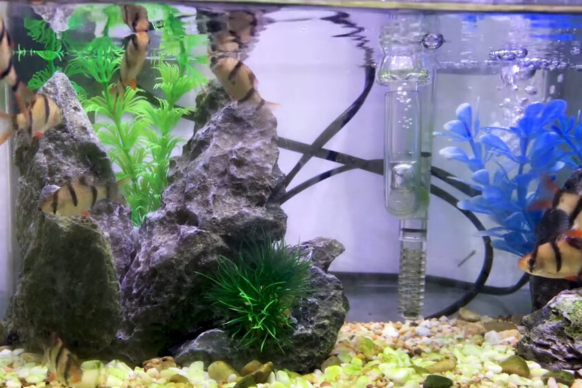 water filter in aquarium