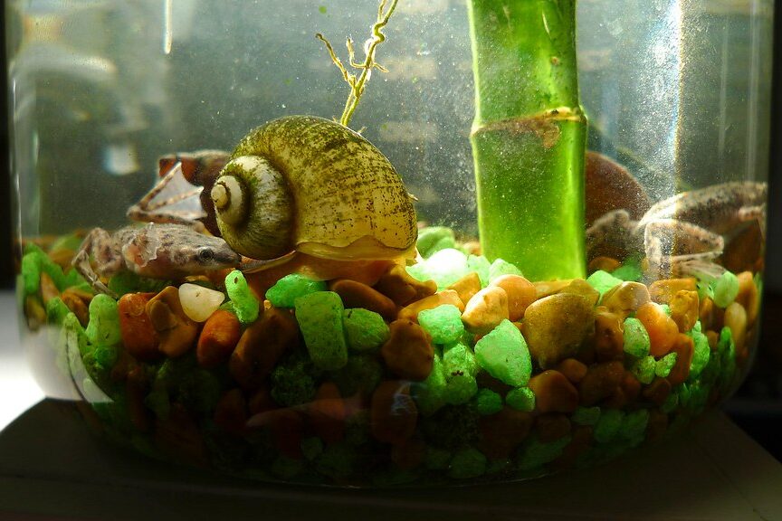 feeding snail in tank