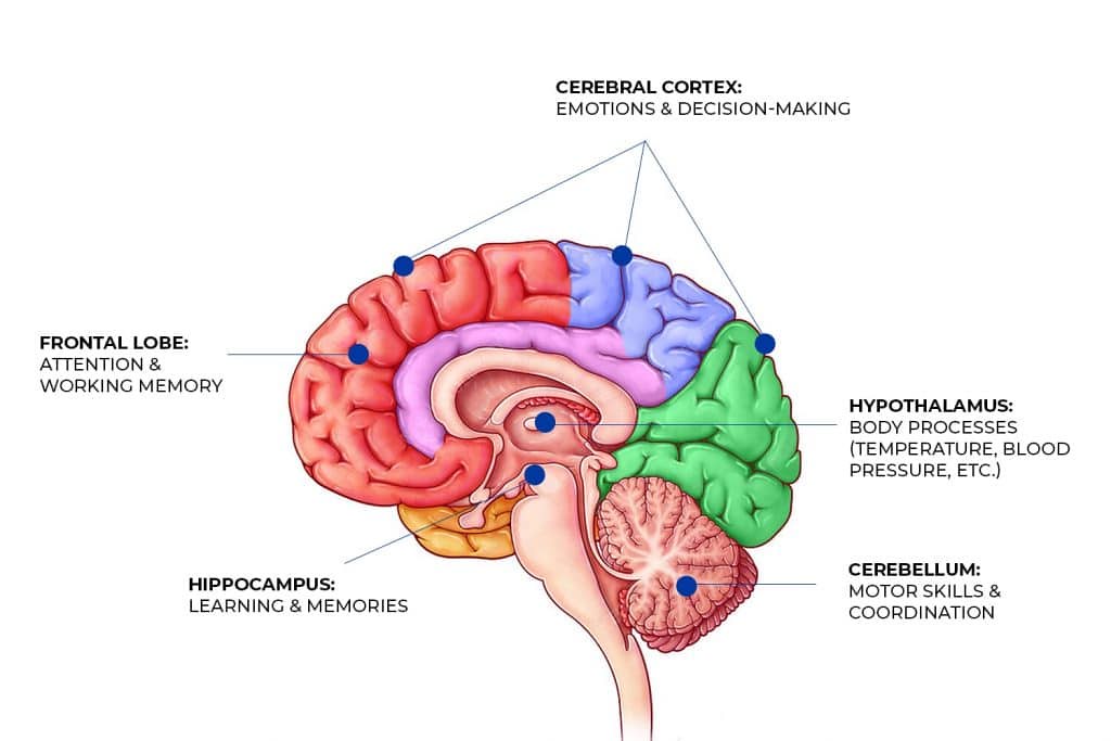 brain picture
