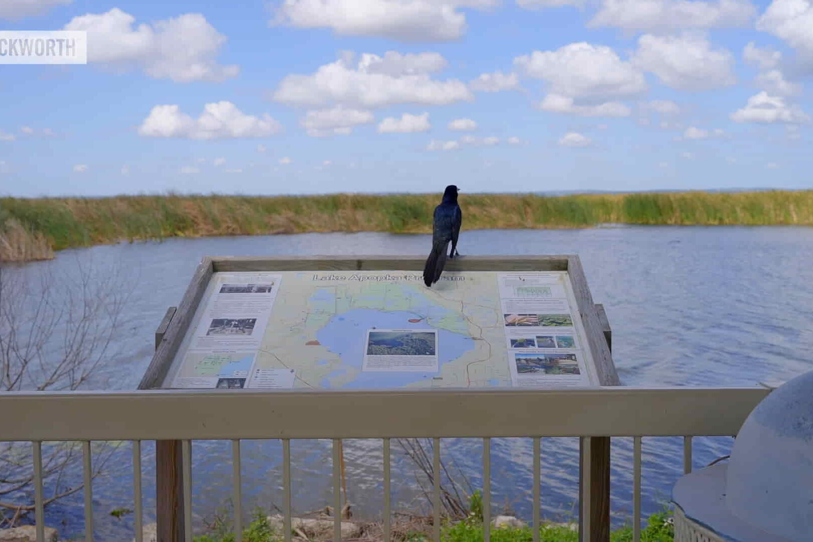 Lake Apopka - A Birdwatcher's Paradise