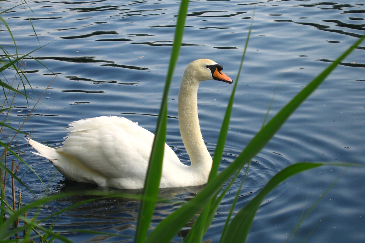 Swans edited