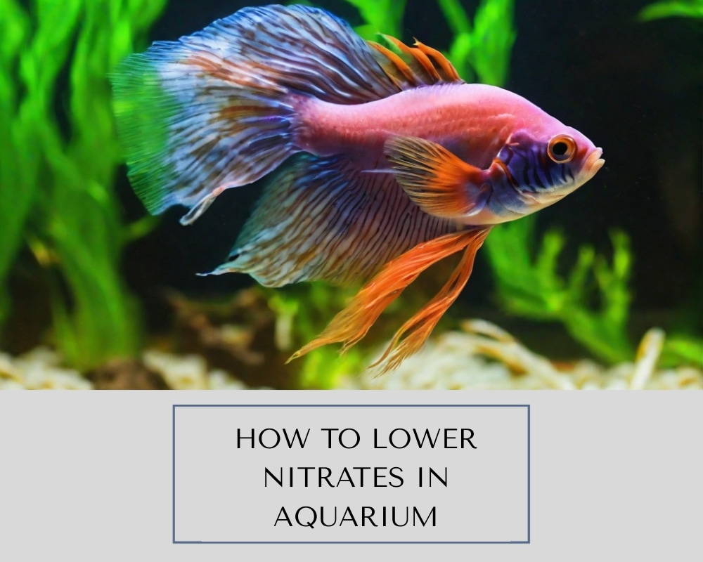 How to Lower Nitrates in Aquarium