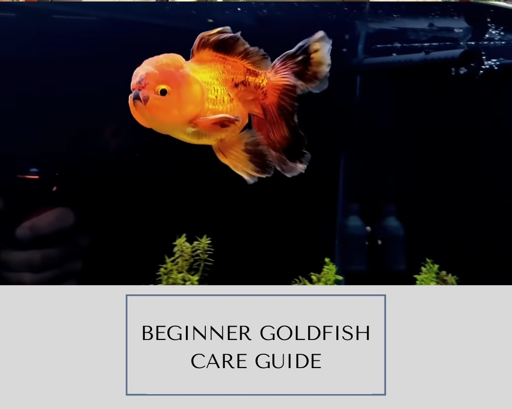 Beginner Goldfish Care Guide