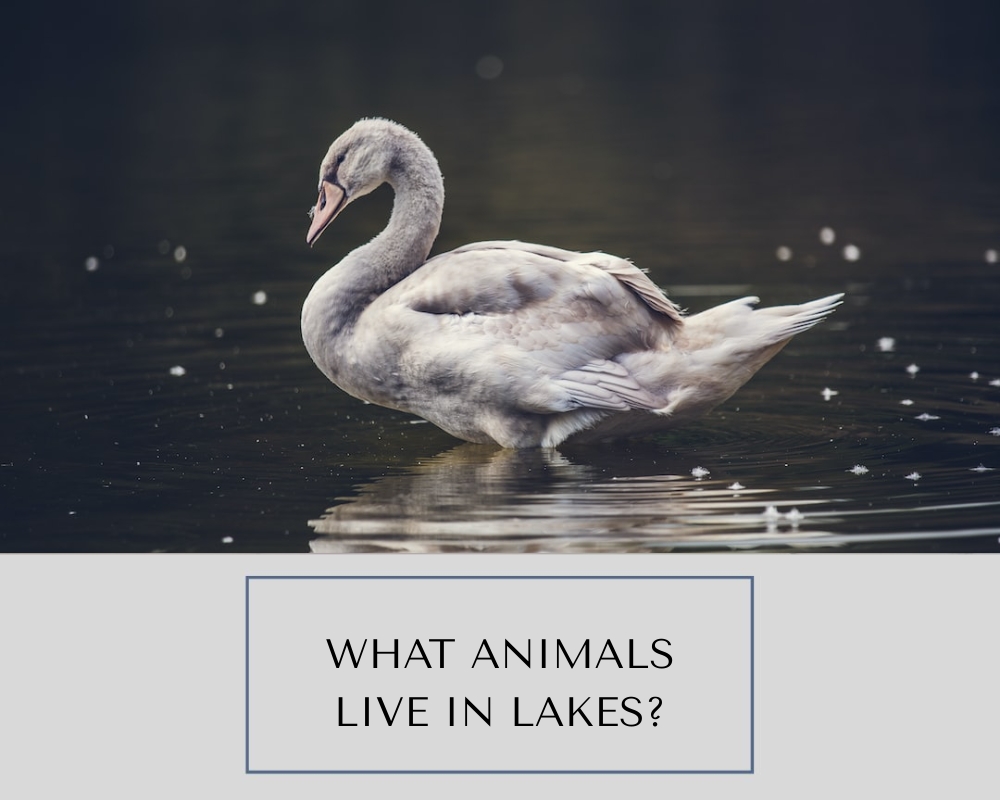 What Animals Live in Lakes
