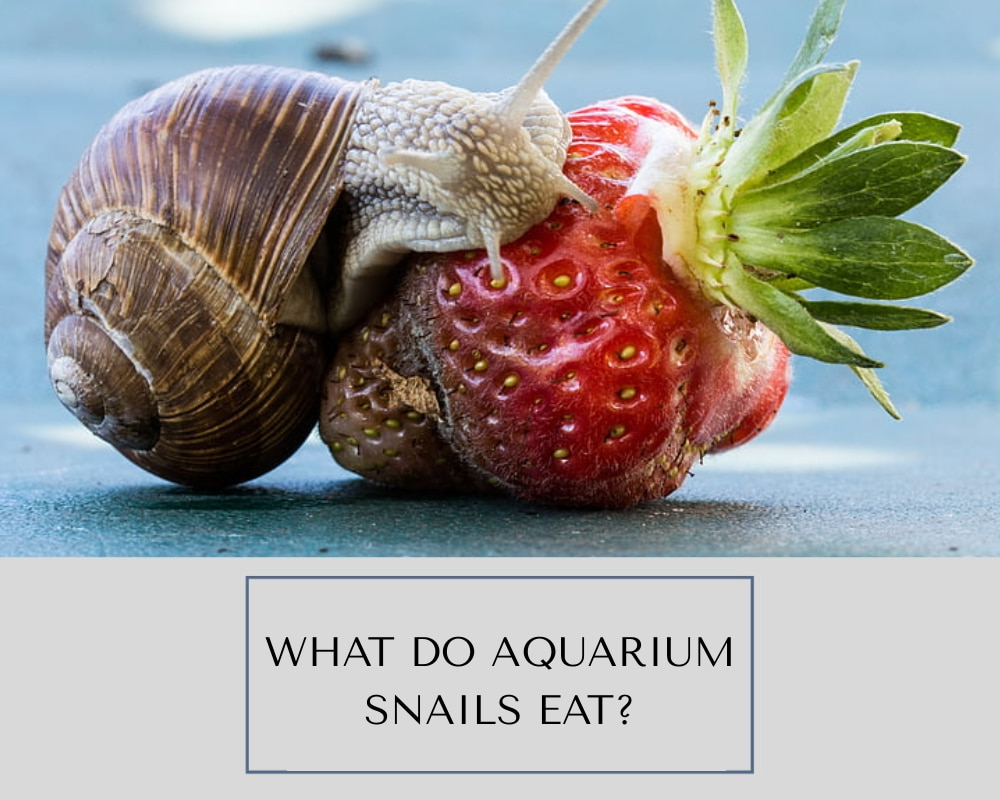 What Do Aquarium Snails Eat?