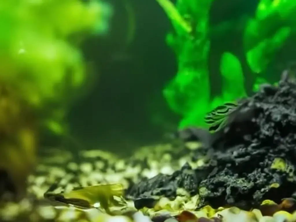 Black Algae in aquarium