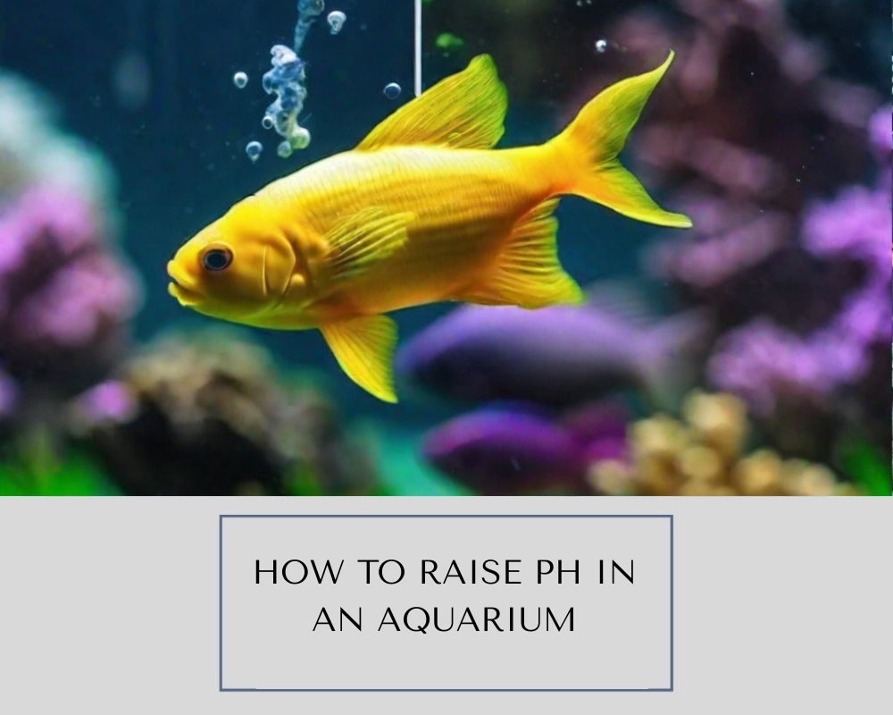 How to Raise pH in An Aquarium