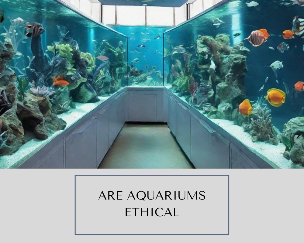 Are Aquariums Ethical