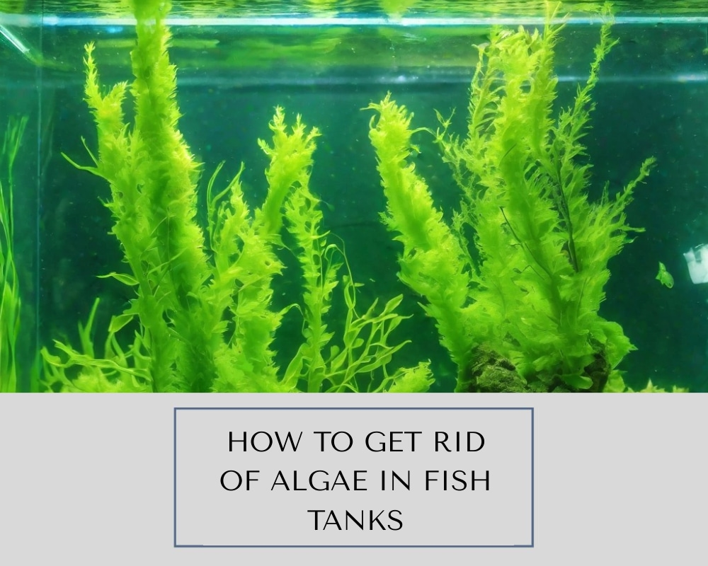 How to Get Rid of Algae in Fish Tanks
