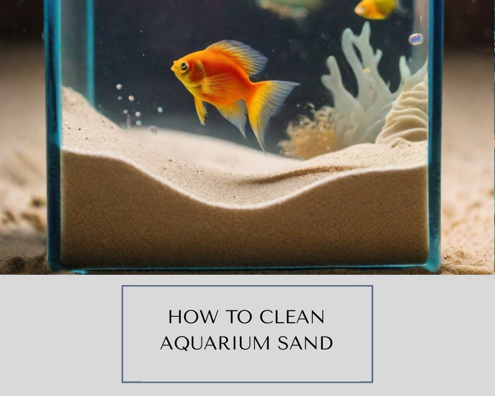 How To Clean Aquarium Sand