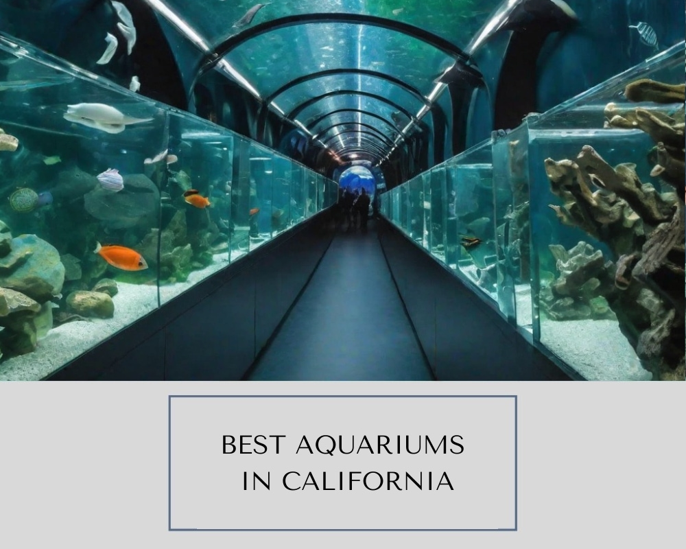 Best Aquariums in California