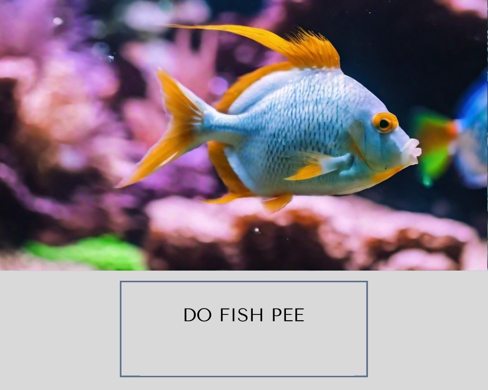 Do Fish Pee