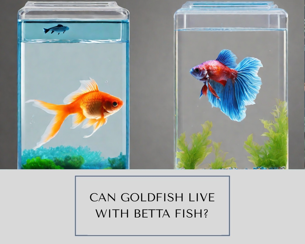 Can Goldfish Live With Betta Fish?